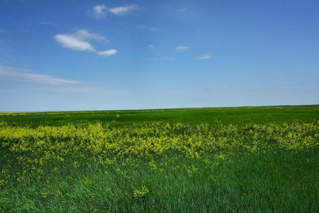 things to do in rapid city sd | breathe in some fresh air in the lush greenery of buffalo gap national grassland