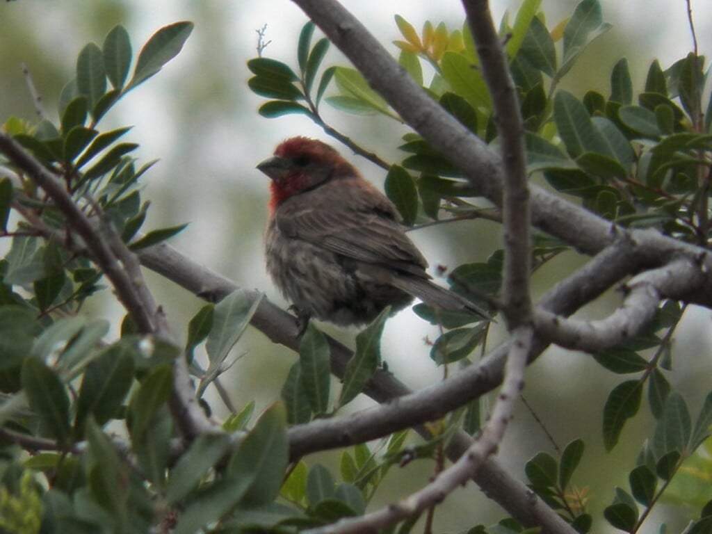 House finch