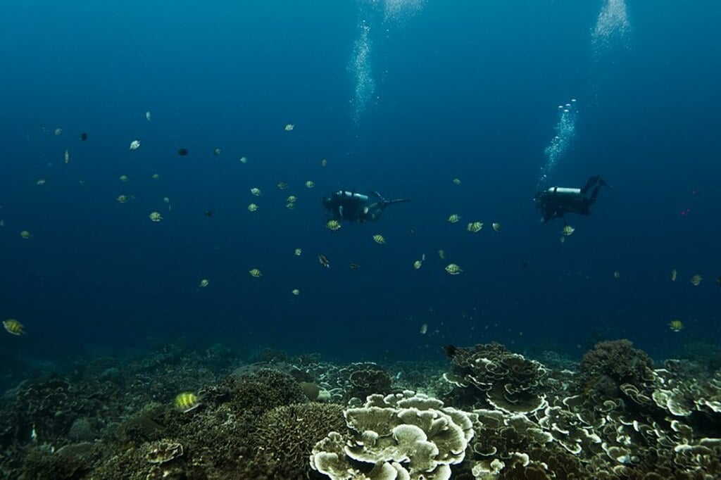 Visitors in a Marine Sanctuary