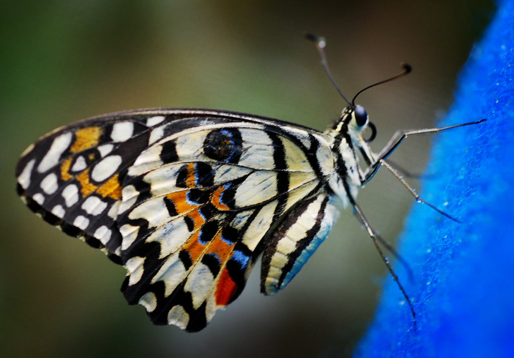 Butterfly Sanctuary, Cebu (1185107469)