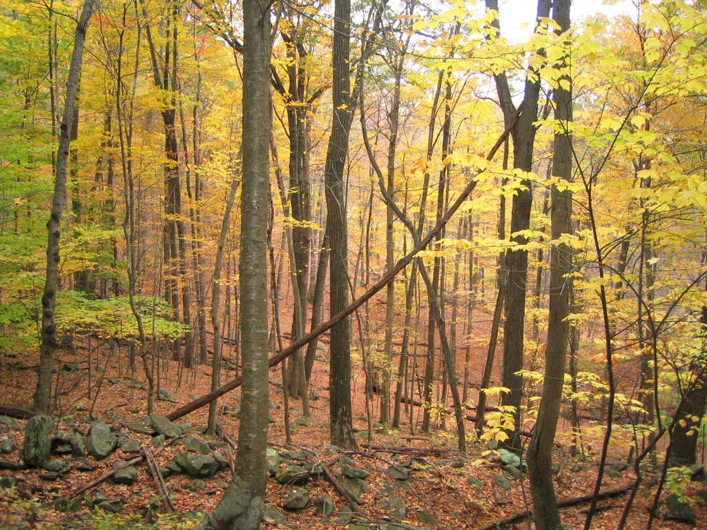 Macedonia Brook State Park-Kent Connecticut - panoramio