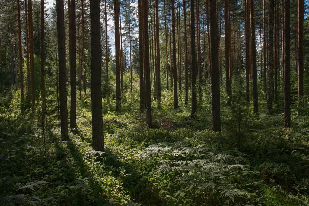Green Forest