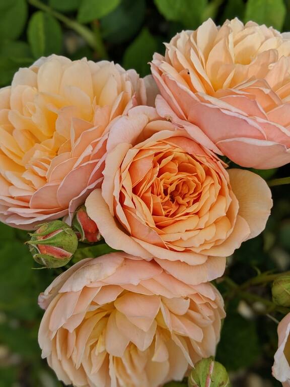 Roses