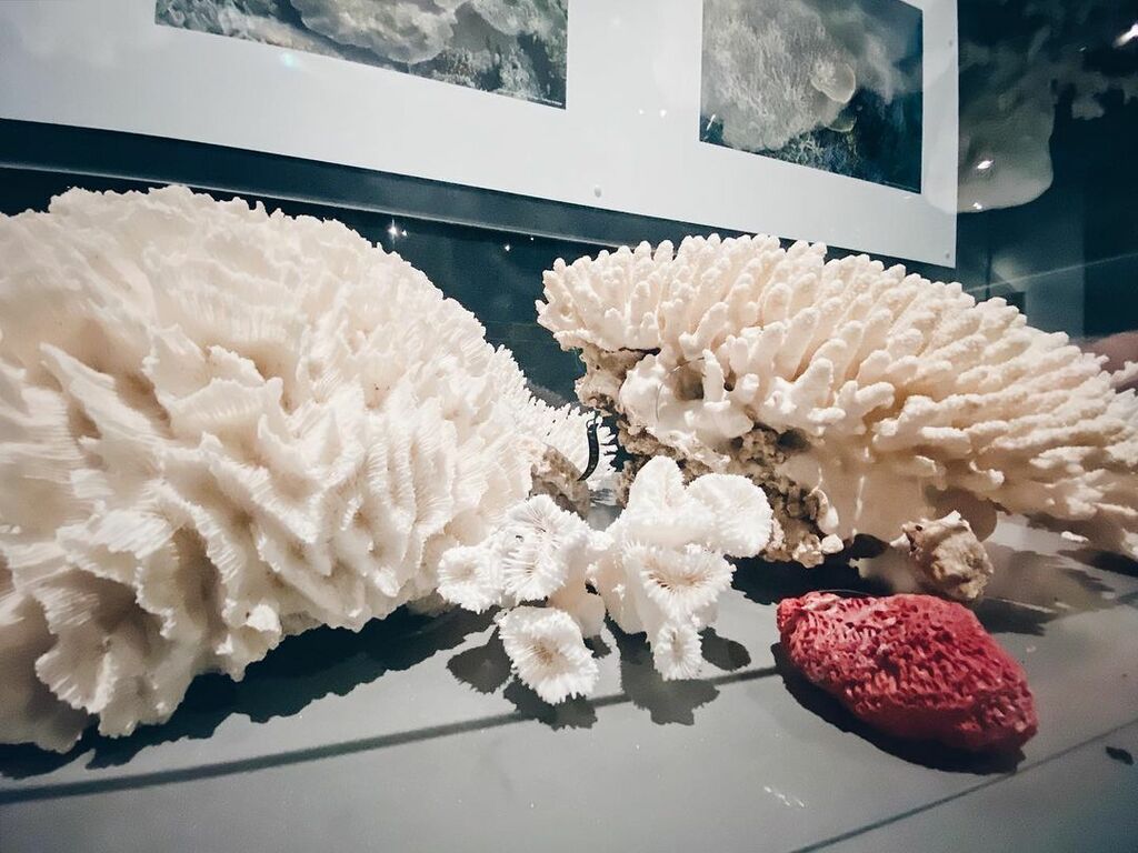things to do in townsville | gain insight into natural history and archaeology at museum of tropical queensland