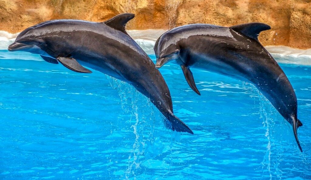 Swimming with dolphins