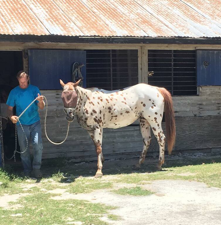 things to do in freeport | ride off into the sunset at pinetree stables