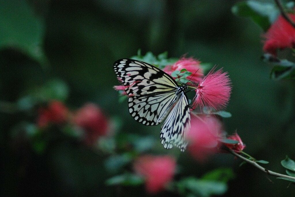 butterfly garden