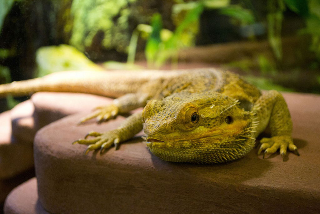 WonderLab Bearded Dragon
