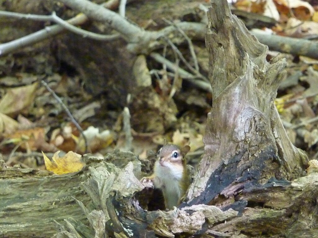 Griffy Woods