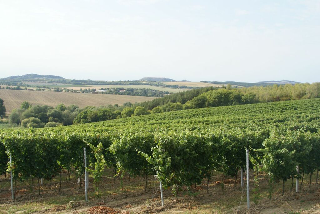Wine Region