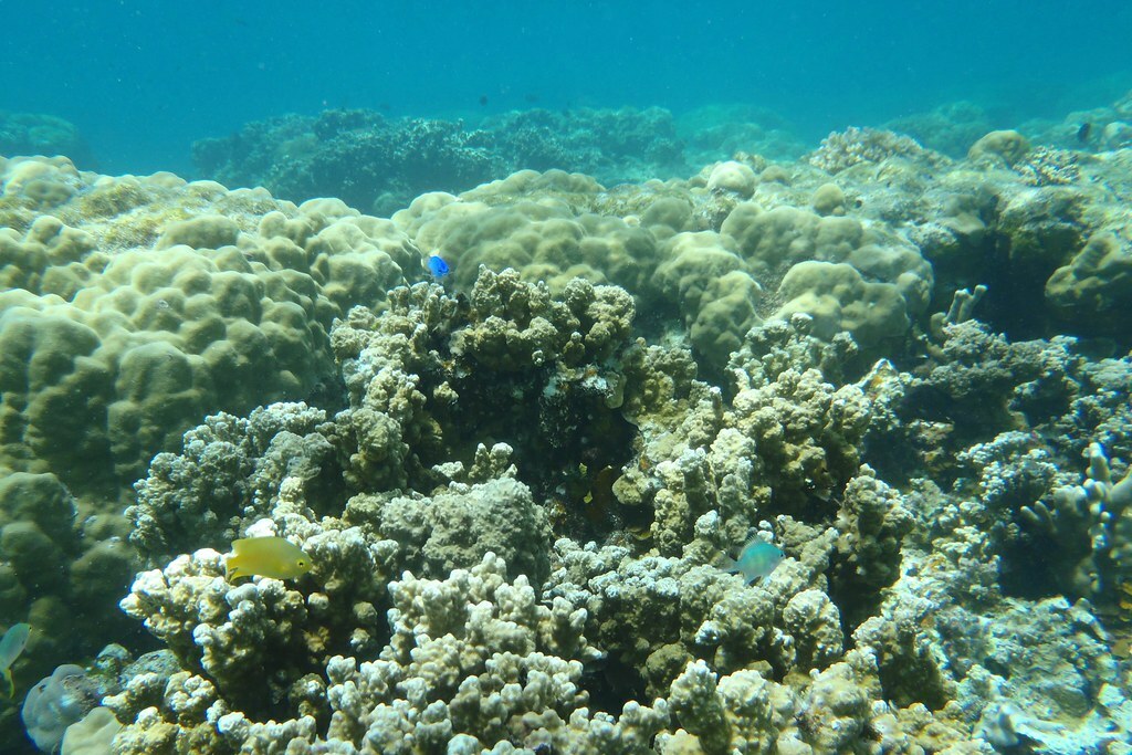 Marine life, Palau, February 2012. Photo: Erin Magee / DFAT