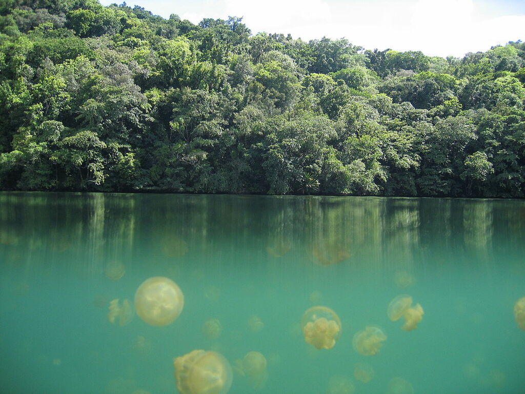 Jellyfish Lake Palau