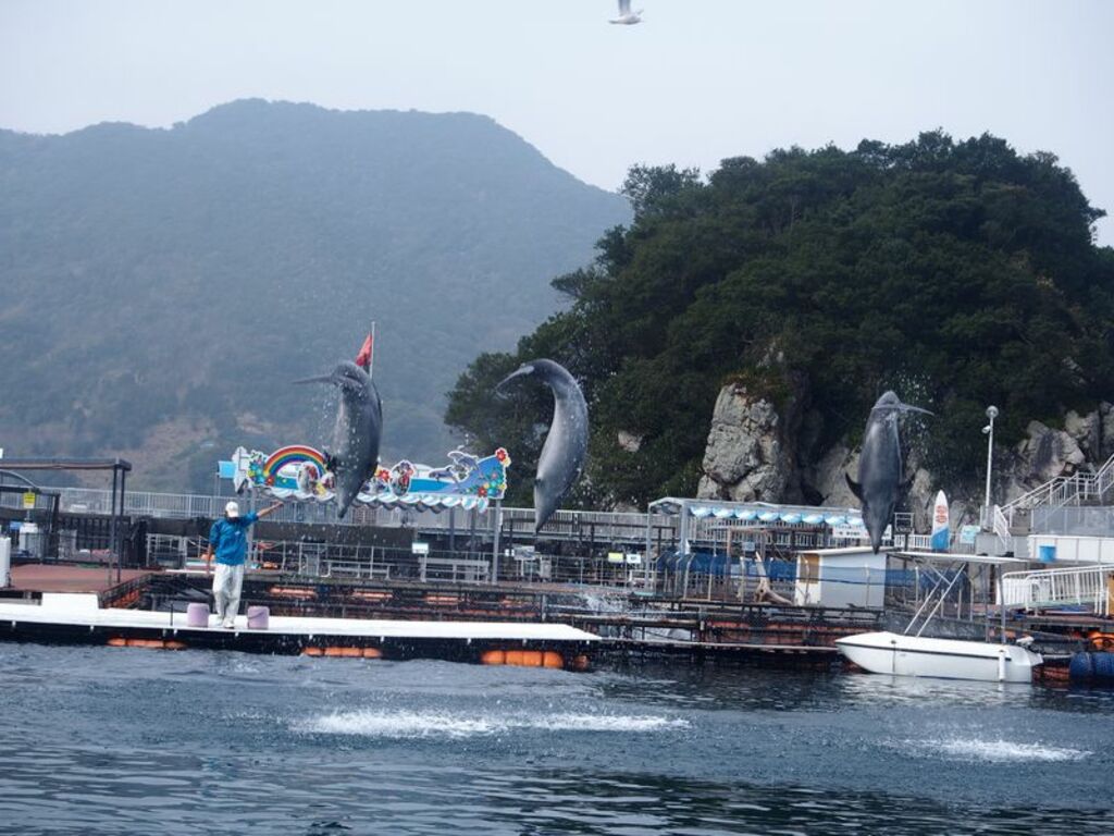 生き生きと泳ぐ「バンドウイルカ」