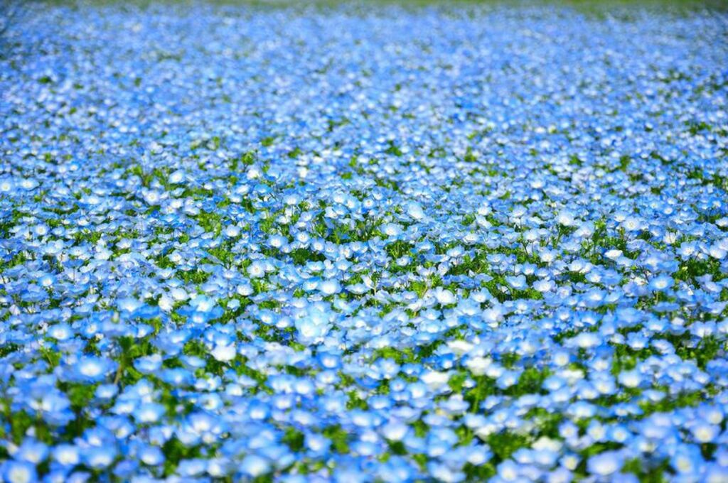 Cycle around the lush flower gardens of Uminonakamichi Seaside Park