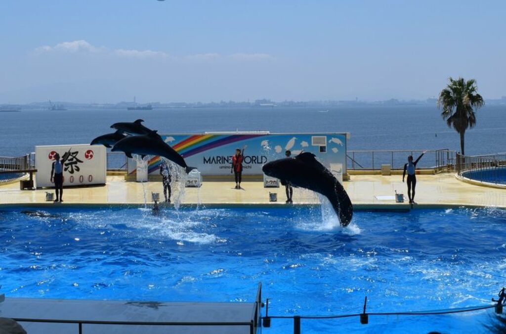 Watch an adorable dolphin show at Marine World Fukuoka