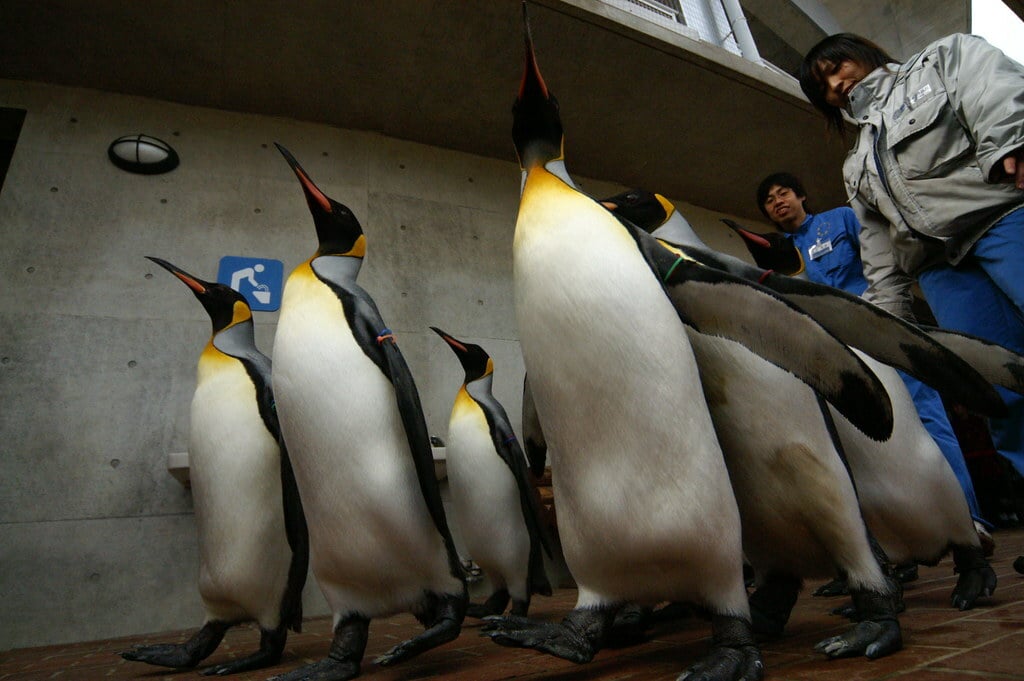 Nagasaki Penguin Aquarium