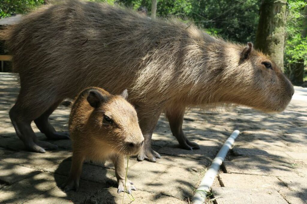 Feed cuddly capabaras at Nagasaki Bio Park