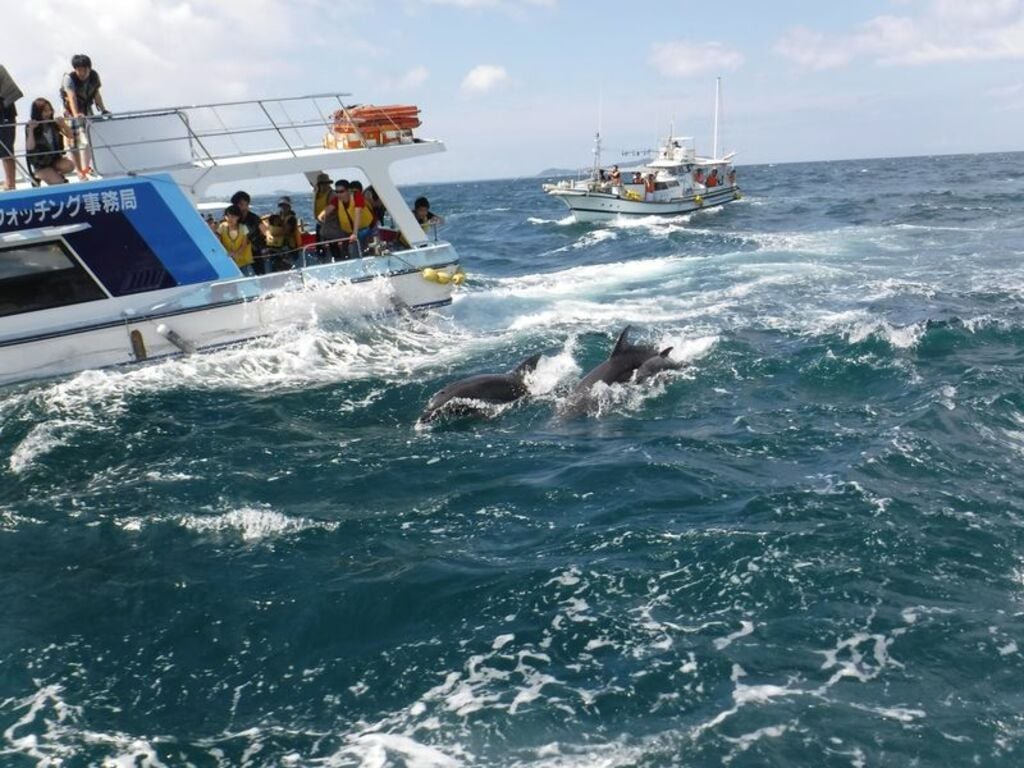 Watch for wild dolphins at Kuchinotsu Port