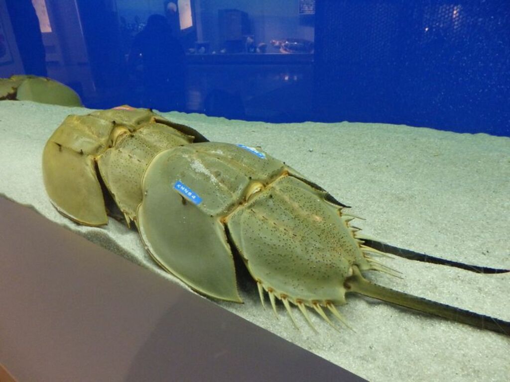 Observe horseshoe crabs up close at Kabutogani Horseshoe Crab and Dinosaur Museum