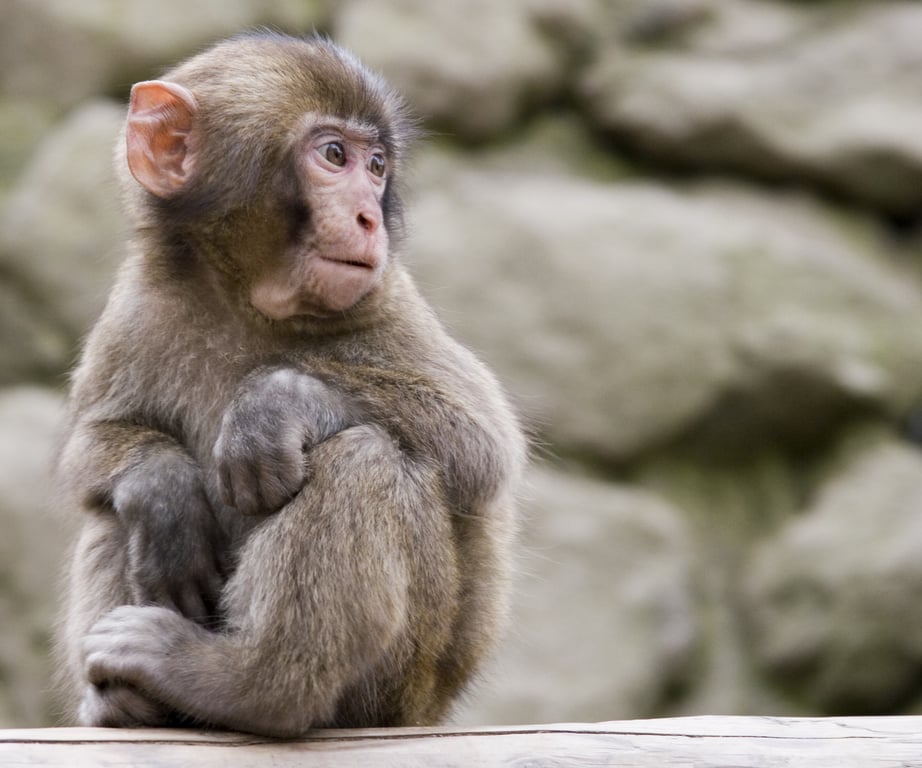Monkey at Takasakiyama (高崎山) - panoramio