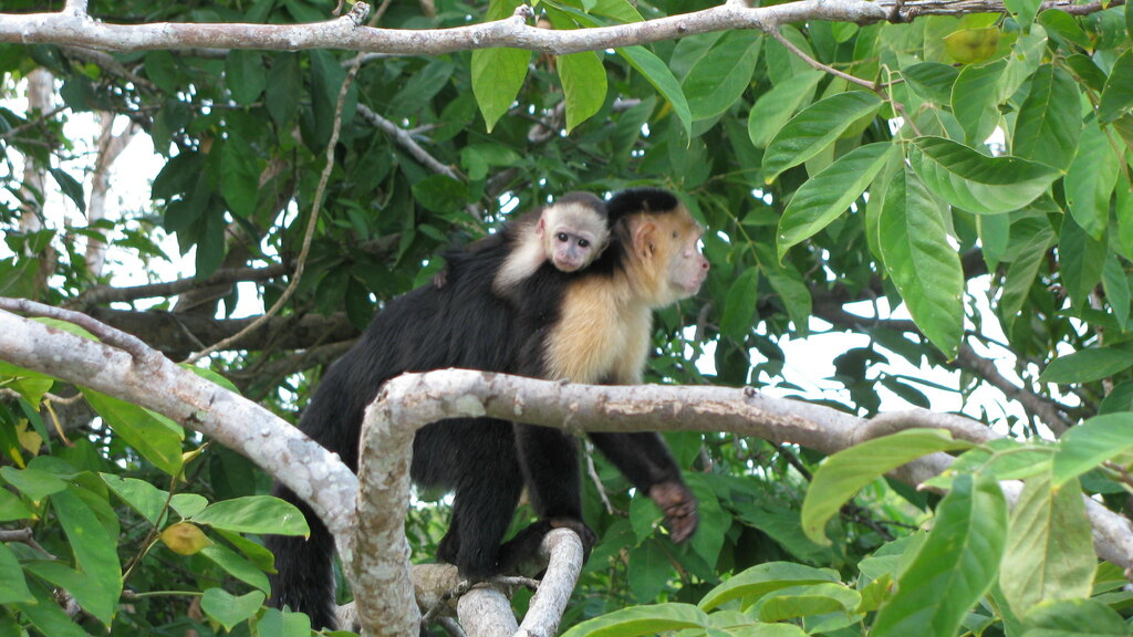 Monkey Island 5
