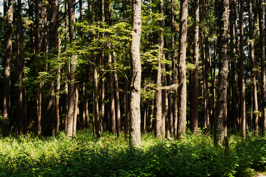 Sequoyah State Park, Hulbert (51339711353)