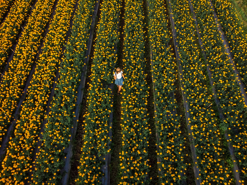 Aerial view of woman on a marigold field. Bali island.