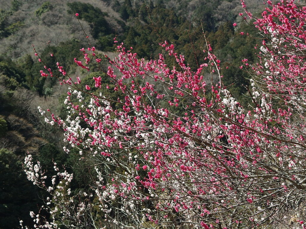 Plum Festival @ Makuyama Park