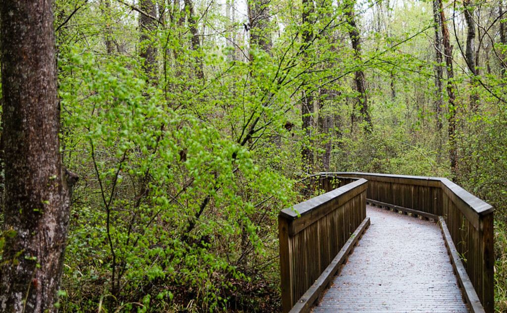 Great Dismal Swamp