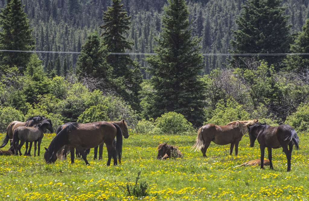 West of Sundre, Alberta.
