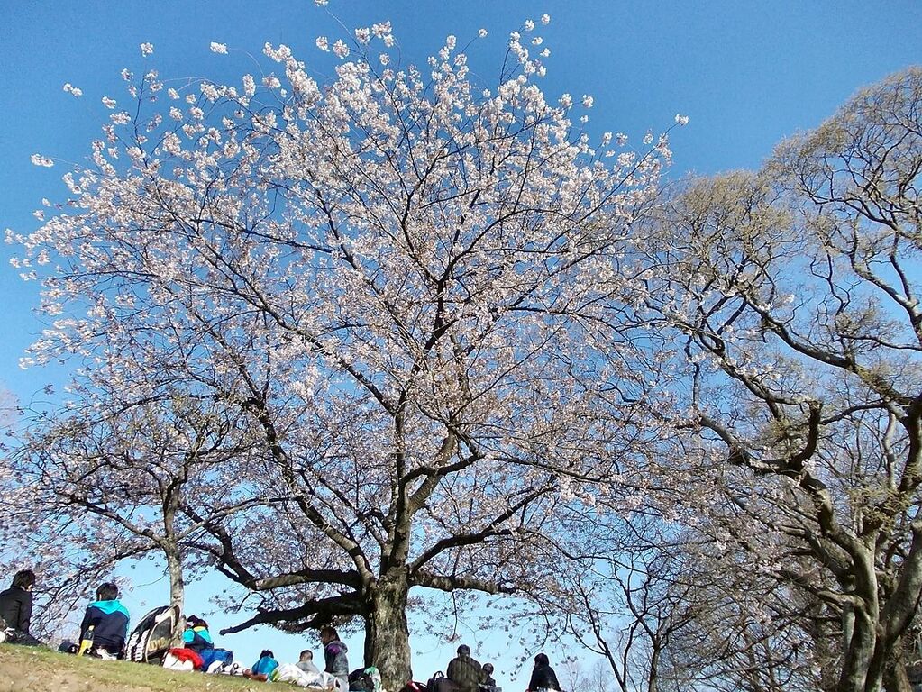 Sakura at Maizuru Park 02