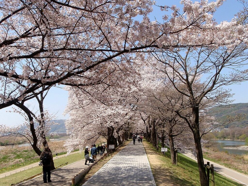 Yodogawa river park (Sewaritei district) Kyoto,JAPAN
