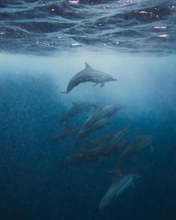 Dolphin tours in Guam