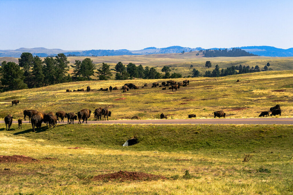 2017 Mountain States - Wind Cave National Park / Custer State Park, SD