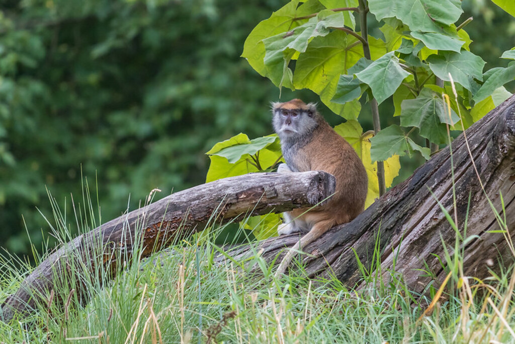 Patas Monkey