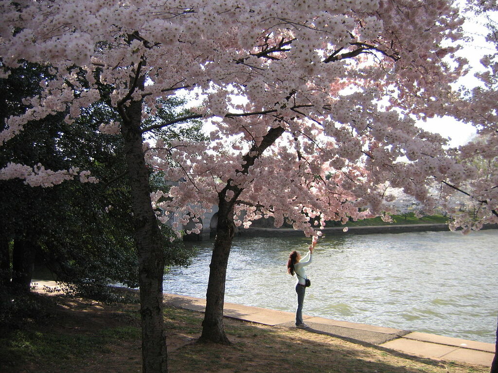 IMG 2333 - Washington DC - Tidal Basin - Cherry Blossoms