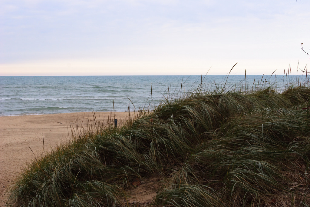 Grass Dune
