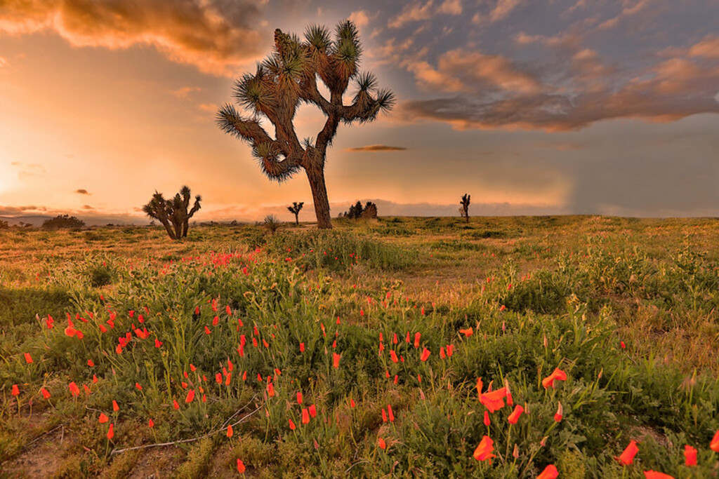 Poppies and Joshua Trees