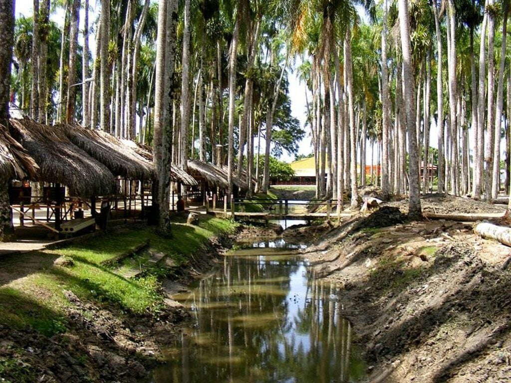 Paramaribo Palmentuin