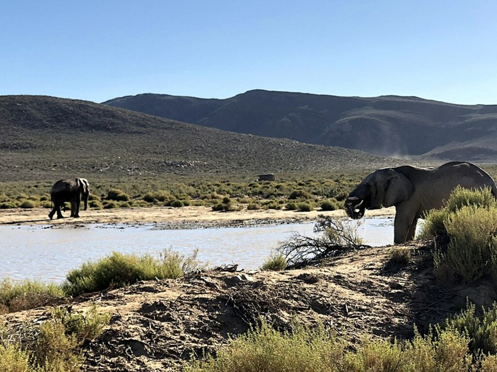 Elephants at Aquila Safari in Capetown