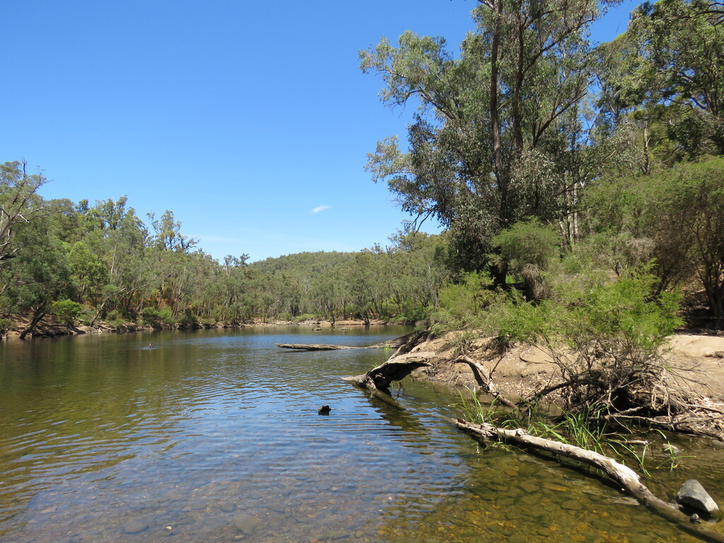 Island Pool, Lane Poole Reserve, January 2023 07