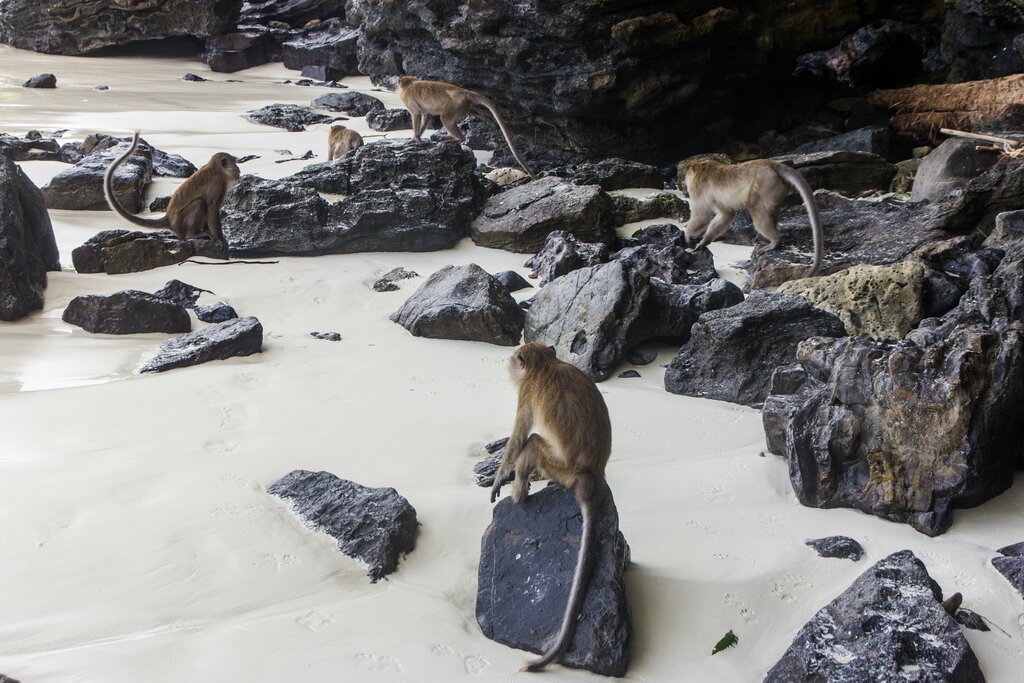 Monkey Beach at Phi Phi Don Island - panoramio (1)