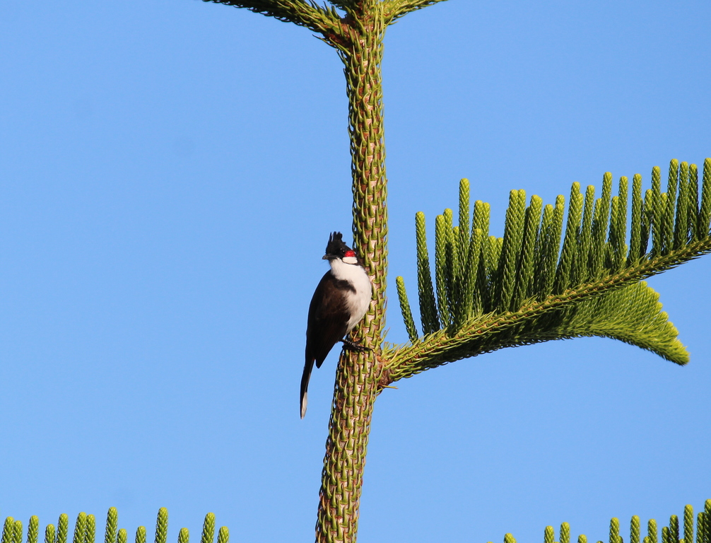 Red-whiskered Bulbul, Andaman Islands