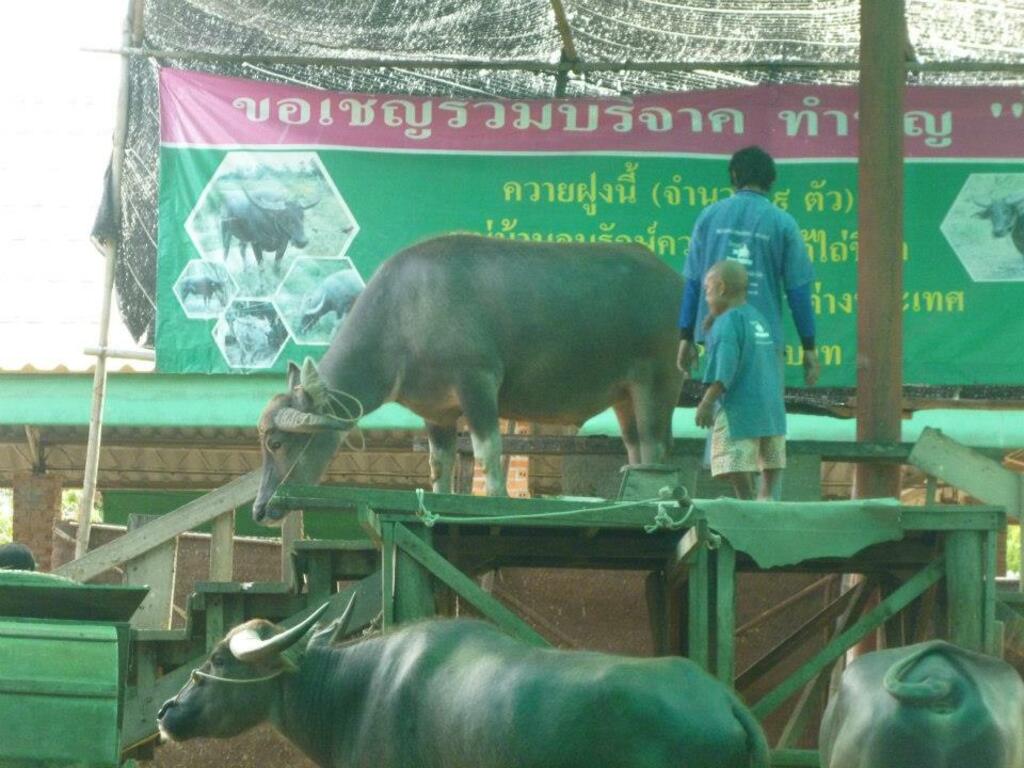 visit suphanburi’s informative buffalo village and see something really unusual