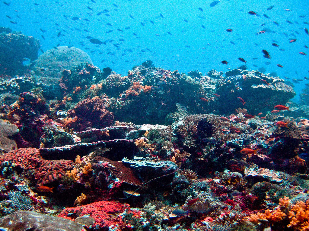 Nusa Lembongan Reef