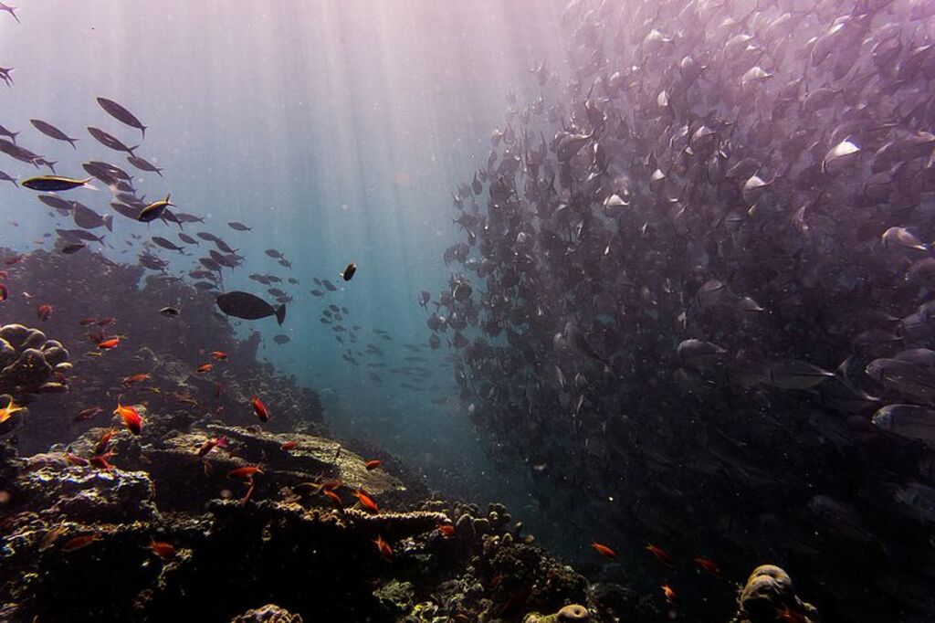 Beneath Sipadan Island