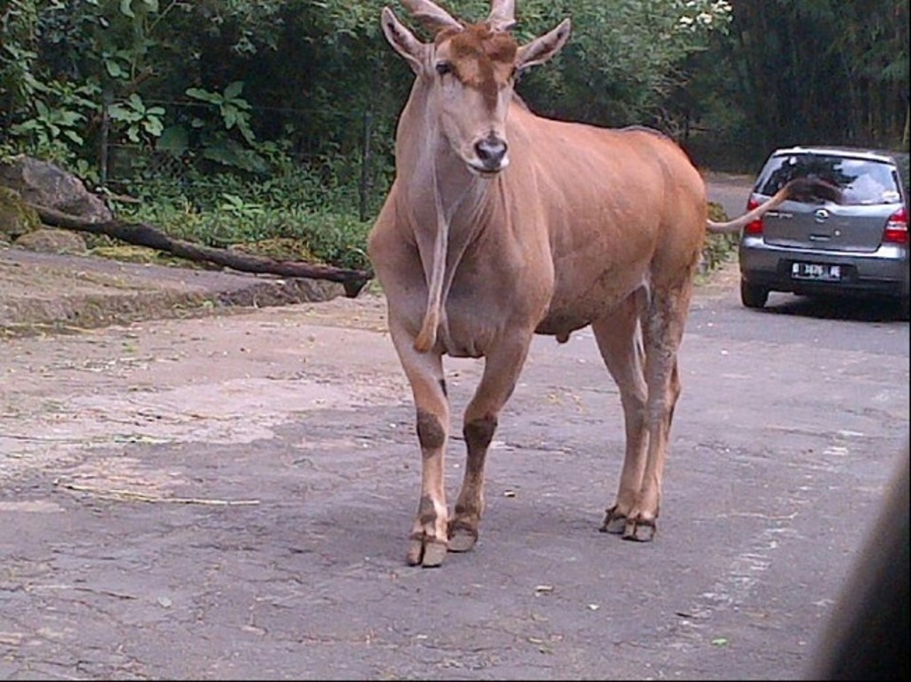 things to do in jakarta | go to a safari park
