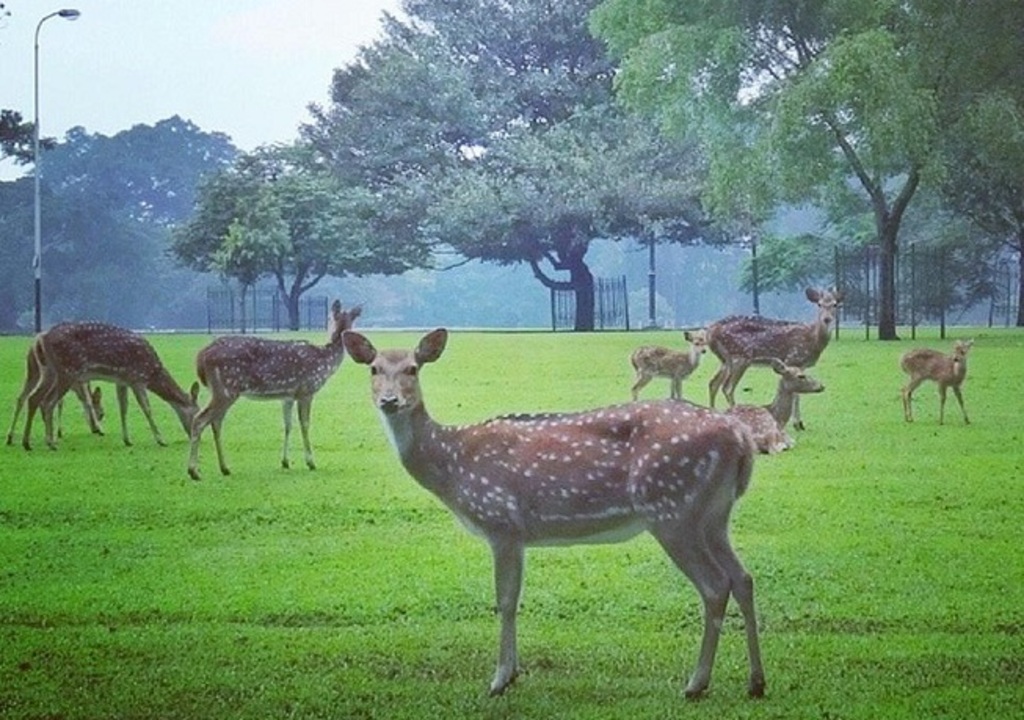relax and learn some flora at bogor botanical gardens