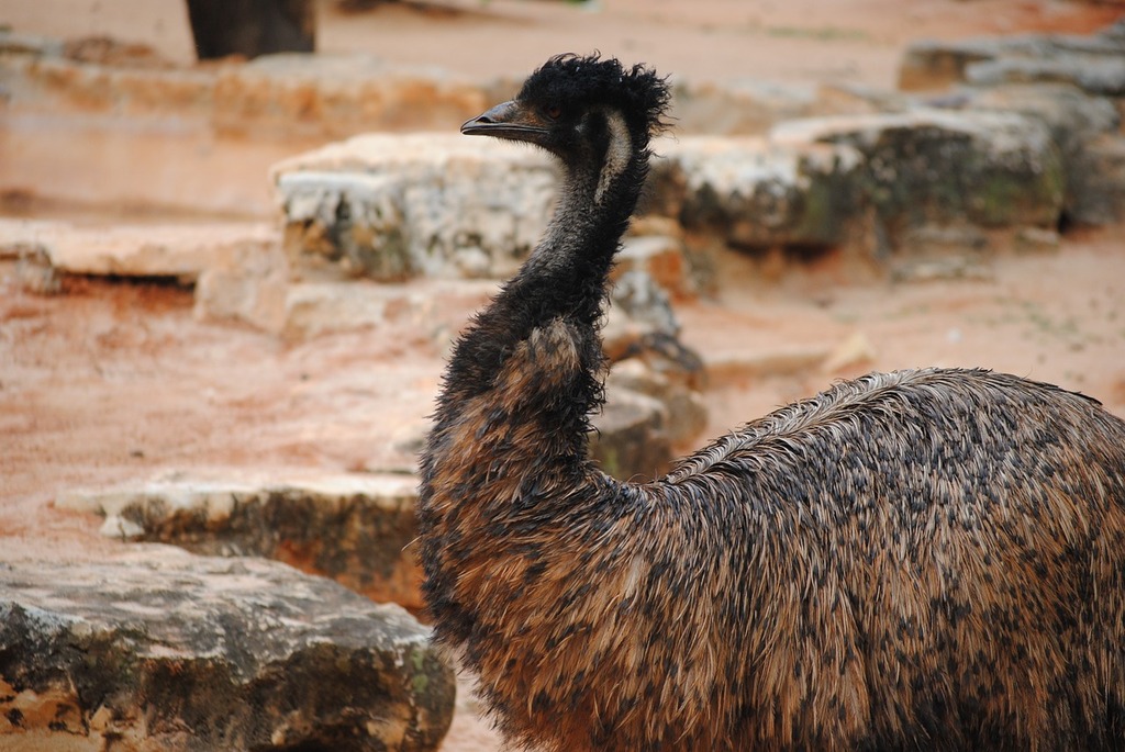 food to try in australia | the second largest living bird is endemic to australia, and can be eaten.