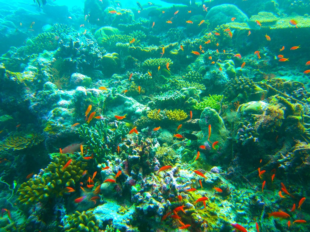 things to do in maldives | go scuba diving and snorkelling